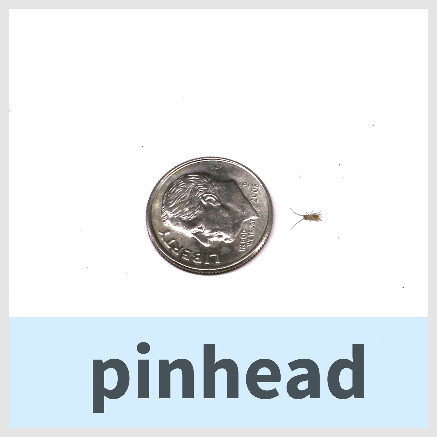 PinHead Crickets 10 count