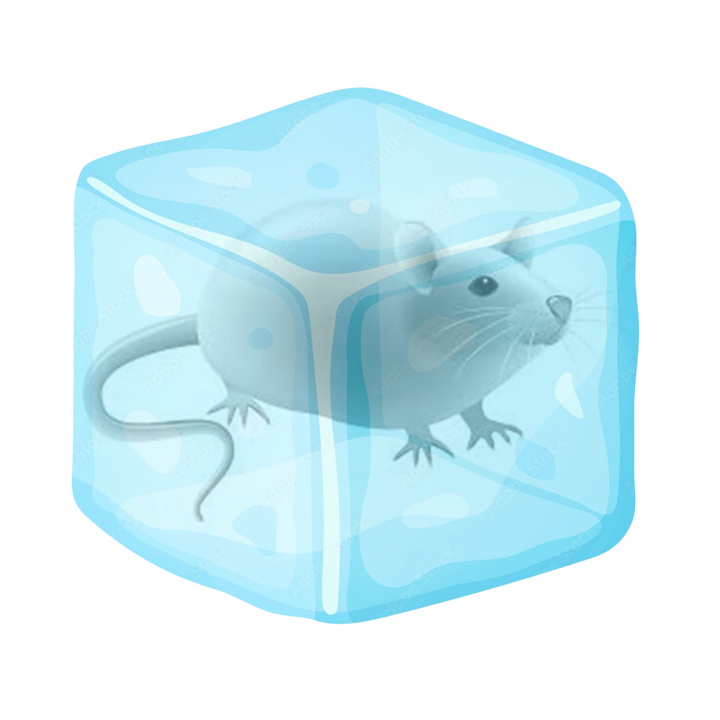 Frozen Small Rat