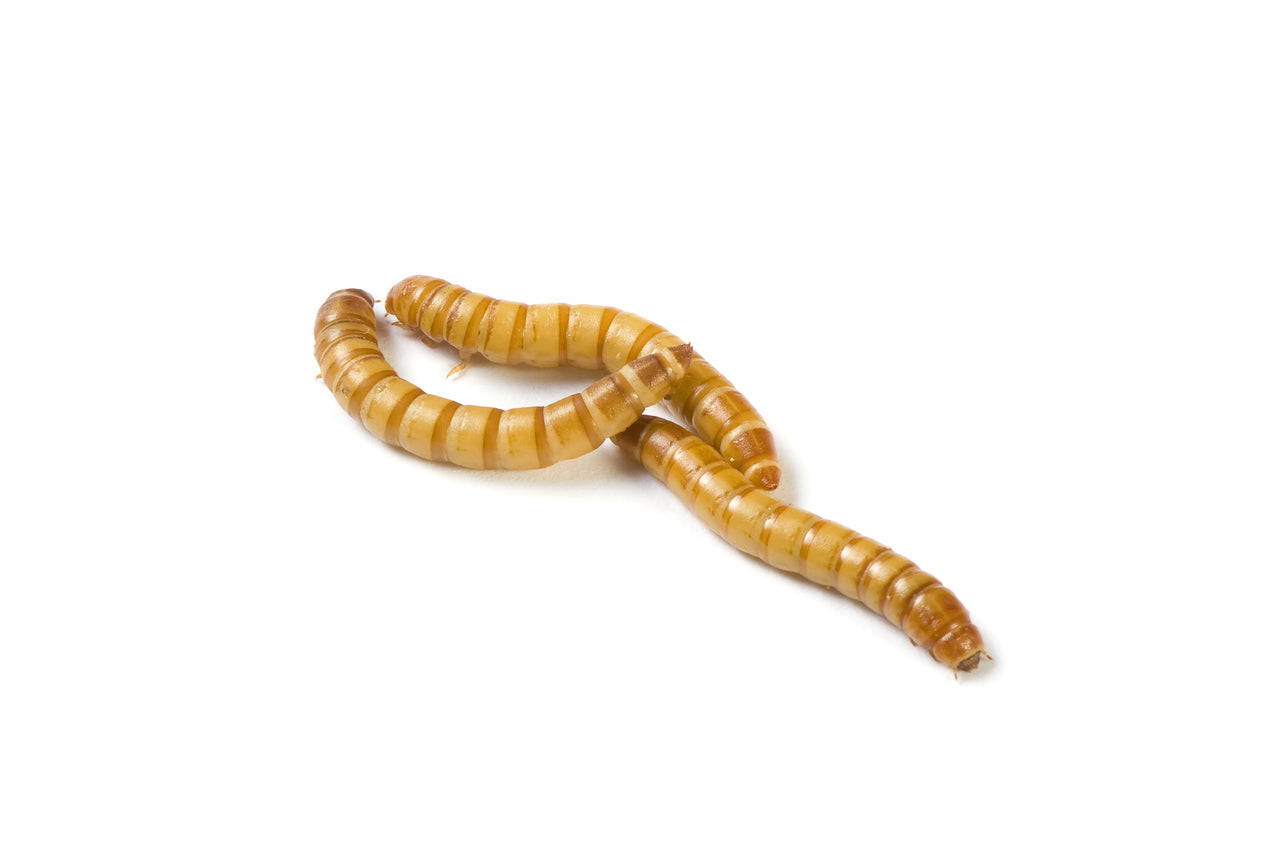 Meal Worms 12 count