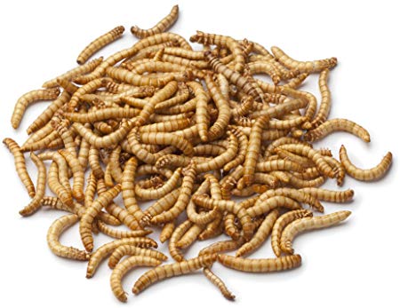 Meal Worms 100 count