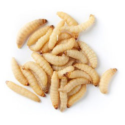 Wax Worms 36 count