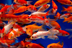 Fresh Feeder Goldfish Ea